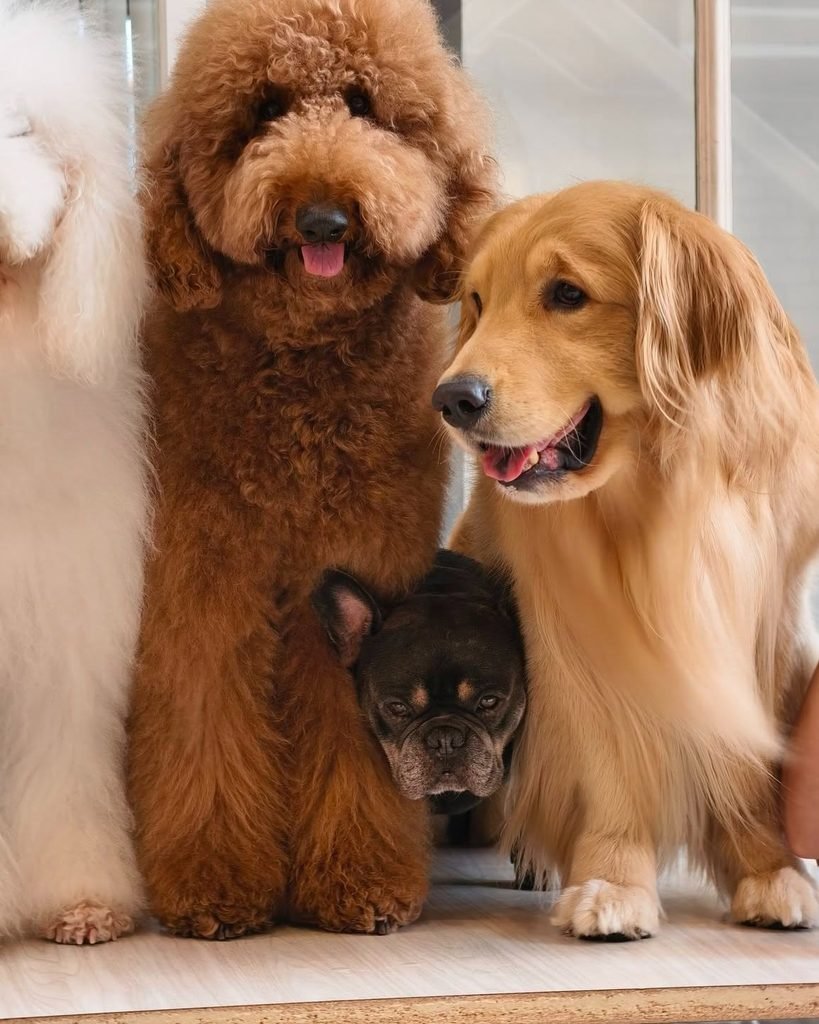 dogs in cafe